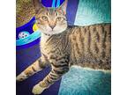 Gumby Tabby Young Male
