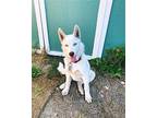 Aslan Husky Young Female