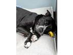Maple 1381-23 Labrador Retriever Adult Female