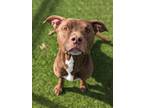 Rocky 1587-23 Labrador Retriever Adult Male