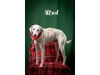 Alfred Hound (Unknown Type) Senior Male