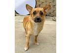 Mozzarella Corgi Young Female
