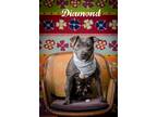 Diamond American Pit Bull Terrier Adult Female