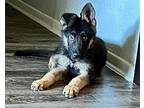 Kobe German Shepherd Dog Puppy Male