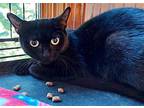 Astrid 1 year Domestic Shorthair Young Female
