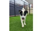 Badger 267-24 Husky Puppy Male