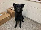 TATAR Labrador Retriever Adult Male