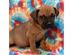 Leona American Pit Bull Terrier Puppy Female