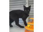 Ramon Domestic Shorthair Kitten Male