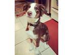 Misio Australian Shepherd Adult Male
