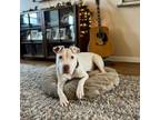 Mama Odie 1745-23 American Bulldog Adult Female