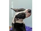 Bogie 69-24 American Pit Bull Terrier Adult Male