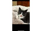 Deckard Domestic Shorthair Kitten Male