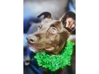 Galaxy Retriever (Unknown Type) Puppy Female