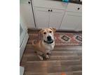 Marlo Labrador Retriever Young Male