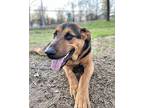 Phoebe German Shepherd Dog Young Female