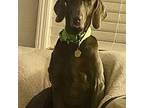 Kai Weimaraner Senior Male