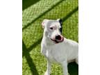 Titan 1603-23 American Pit Bull Terrier Puppy Male