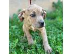 Abigail Beagle Puppy Female