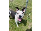 Bob American Pit Bull Terrier Adult Male