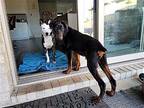 Nuri Doberman Pinscher Young Female