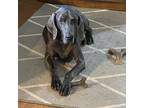 Wally Weimaraner Senior Male