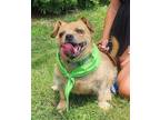 Cuddles2023 MP in New England Welsh Terrier Senior Male