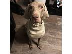 Sylvie Weimaraner Senior Female