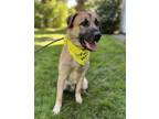 sammy German Shepherd Dog Adult Male