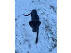 Apollo Great Dane Young Male
