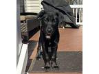 Arendelle Labrador Retriever Puppy Female