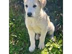 Flip Husky Puppy Male