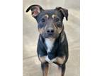 Roxy German Shepherd Dog Young Female