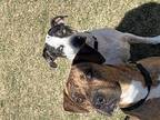 Rocky Catahoula Leopard Dog Young Male