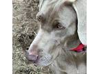 Rio Weimaraner Young Female