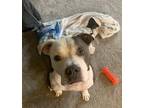 Blue American Staffordshire Terrier Adult Male