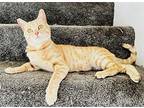 Molly Domestic Shorthair Young Female