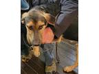 Harry Brown German Shepherd Dog Puppy Male