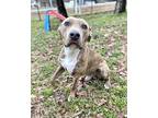King American Pit Bull Terrier Young Male