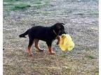 Hannah German Shepherd Dog Puppy Female
