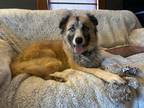Willow Great Pyrenees Adult Female