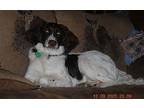 AR/Callie Brittany Young Female