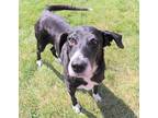 Bert Border Collie Senior Male