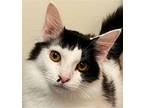 KITTEN CINDY Domestic Shorthair Young Female
