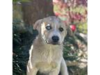 Lucy Husky Puppy Female