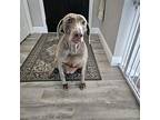 Skyla Weimaraner Senior Female