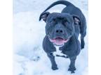 Luna American Pit Bull Terrier Adult Female