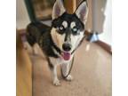 Rocket Husky Adult Male