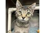Chip Domestic Shorthair Kitten Male