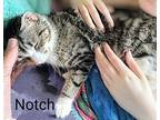 Notch Domestic Shorthair Kitten Female
